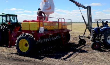Semeadura do arroz representa mais de 50? intenção em todo o Estado